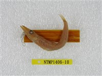 藏品(日本金梭魚)的圖片